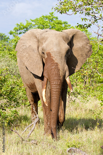 Elephant walk in the bush