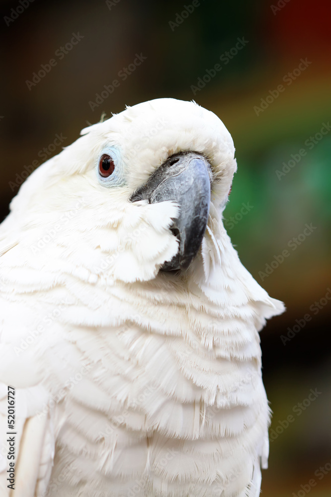 white parrot in a zoo