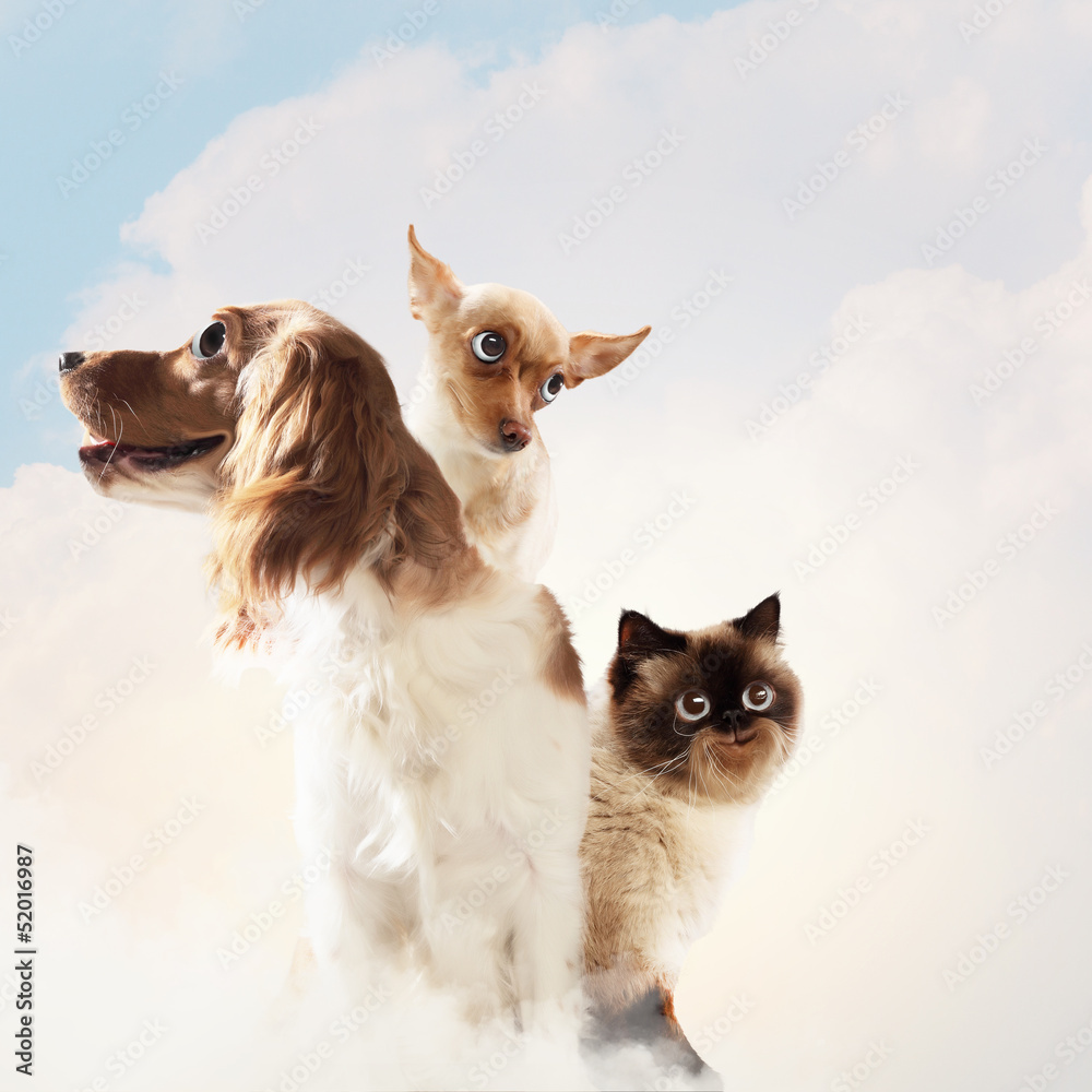 Three home pets Three home pets