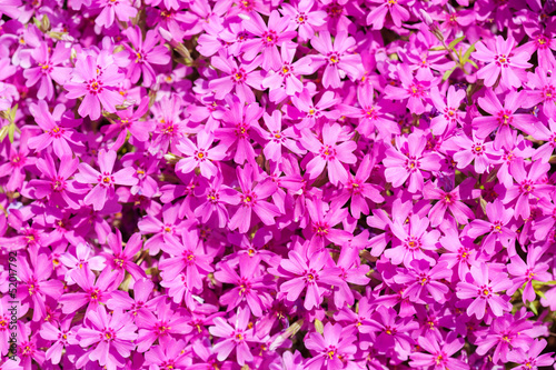 Fototapeta Naklejka Na Ścianę i Meble -  pink flowers glade background