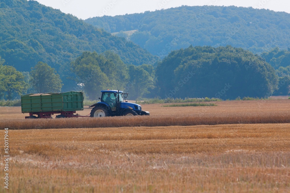 Fototapeta premium Tractor harvesting wheat field in summer day