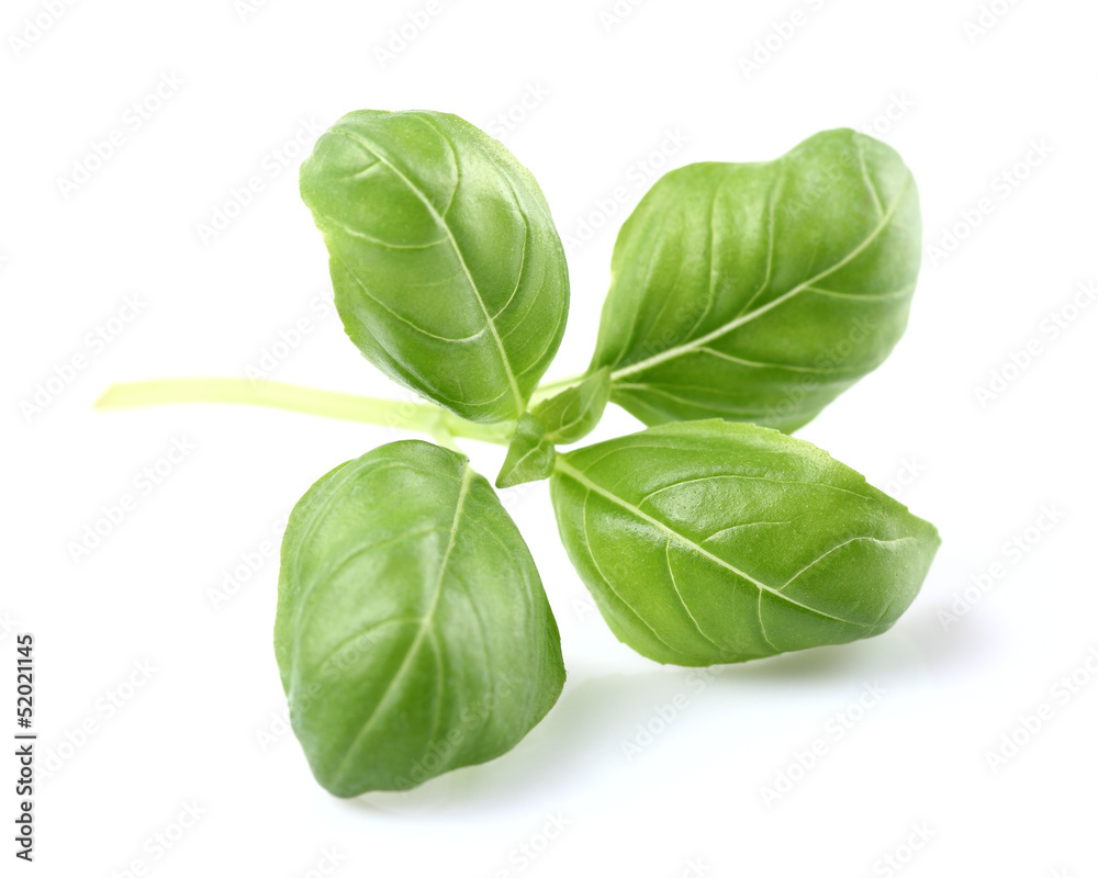 Leaves of basil Leaves of basil