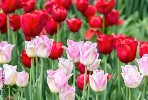 Pink and red tulips