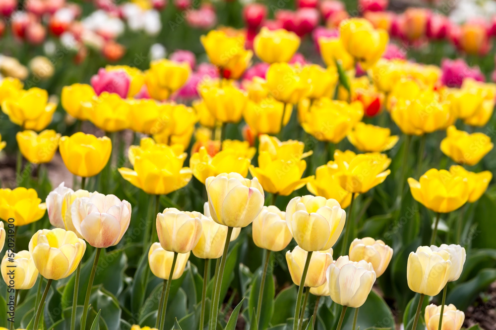 Yellow tulips