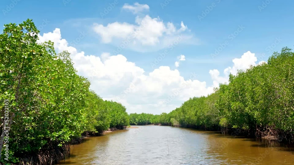 Mangrove forest with blue sky timelapse Mangrove forest with blue sky timelapse