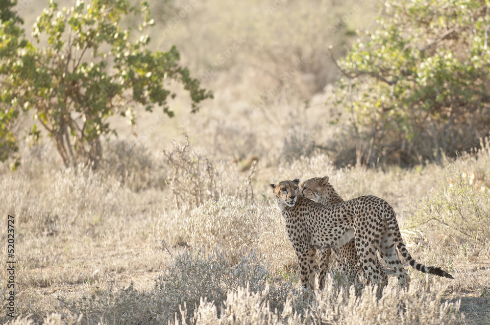 Gepard Cheetah in Tsavo National Park Kenya Gepard Cheetah in Tsavo National Park Kenya