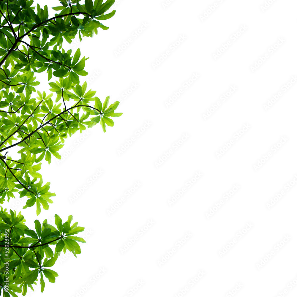 Leaves Leaves