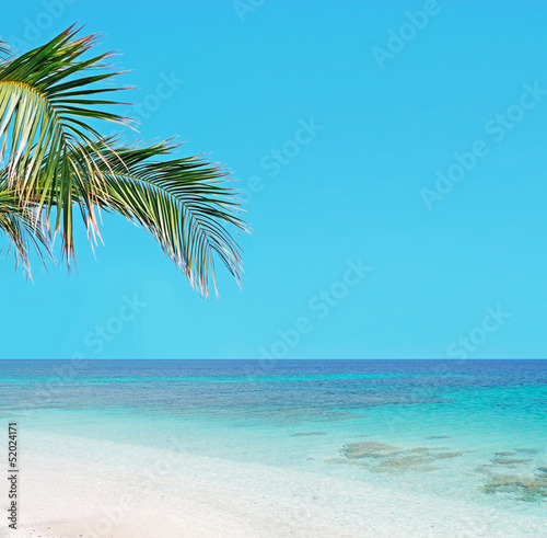 palm tree and turquoise water