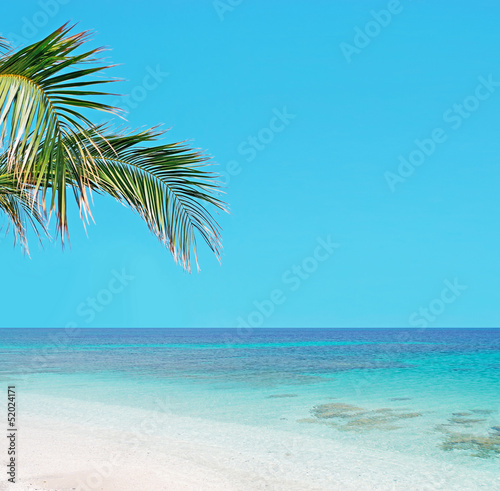 Fototapeta Naklejka Na Ścianę i Meble -  palm tree and turquoise water