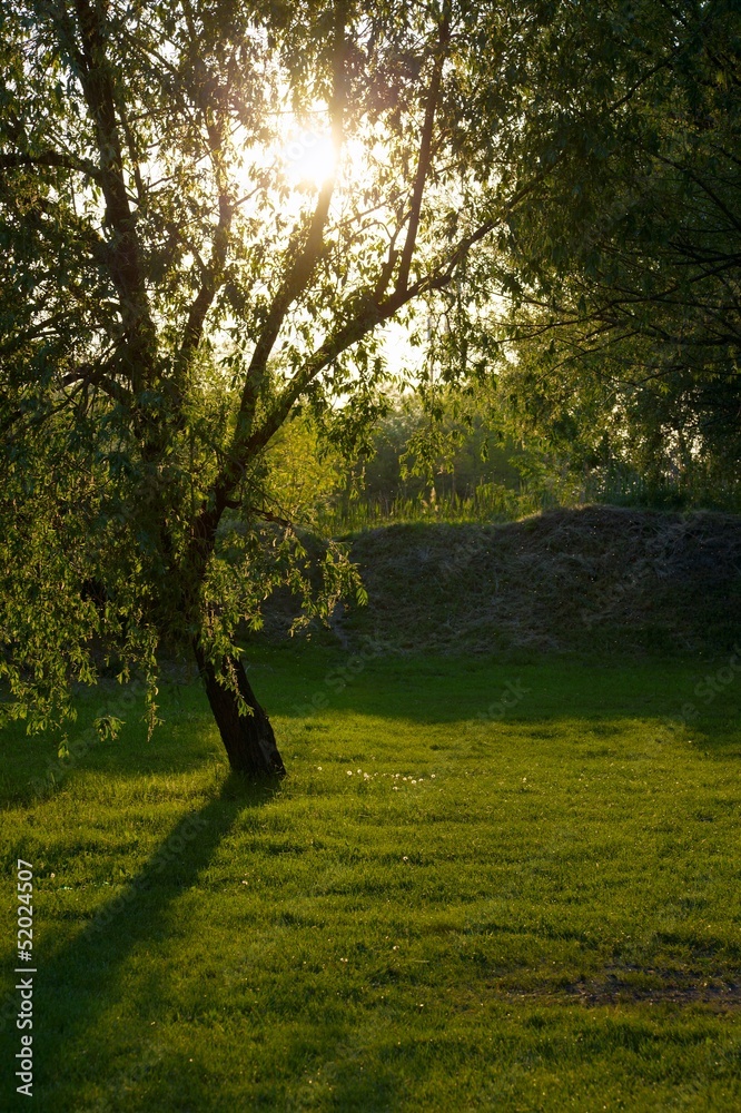 Naklejka premium Tree