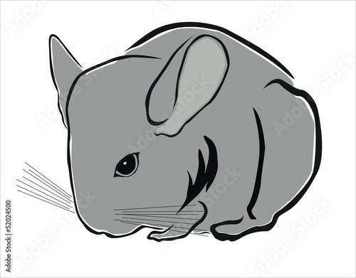 chinchilla
