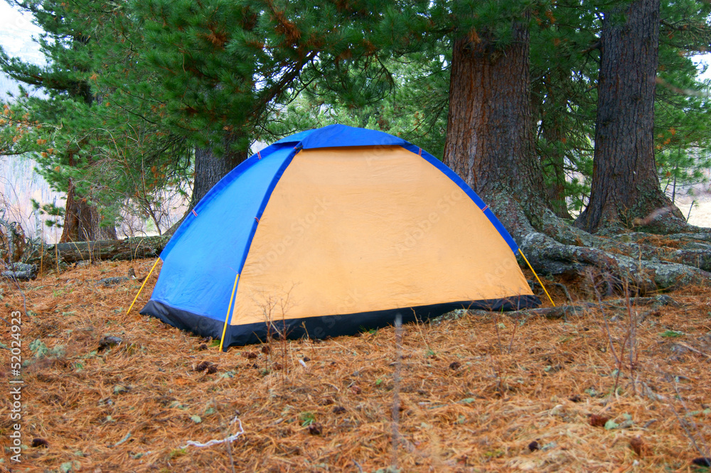 Tent in coniferous wood