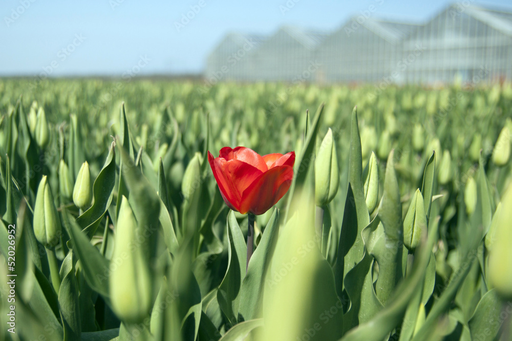 © mauvries - Single red tulip in field of green © mauvries - Single red tulip in field of green