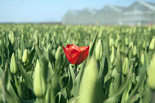 Fotografi Single red tulip in field of green