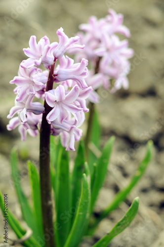 Purple hyacinth in a garden