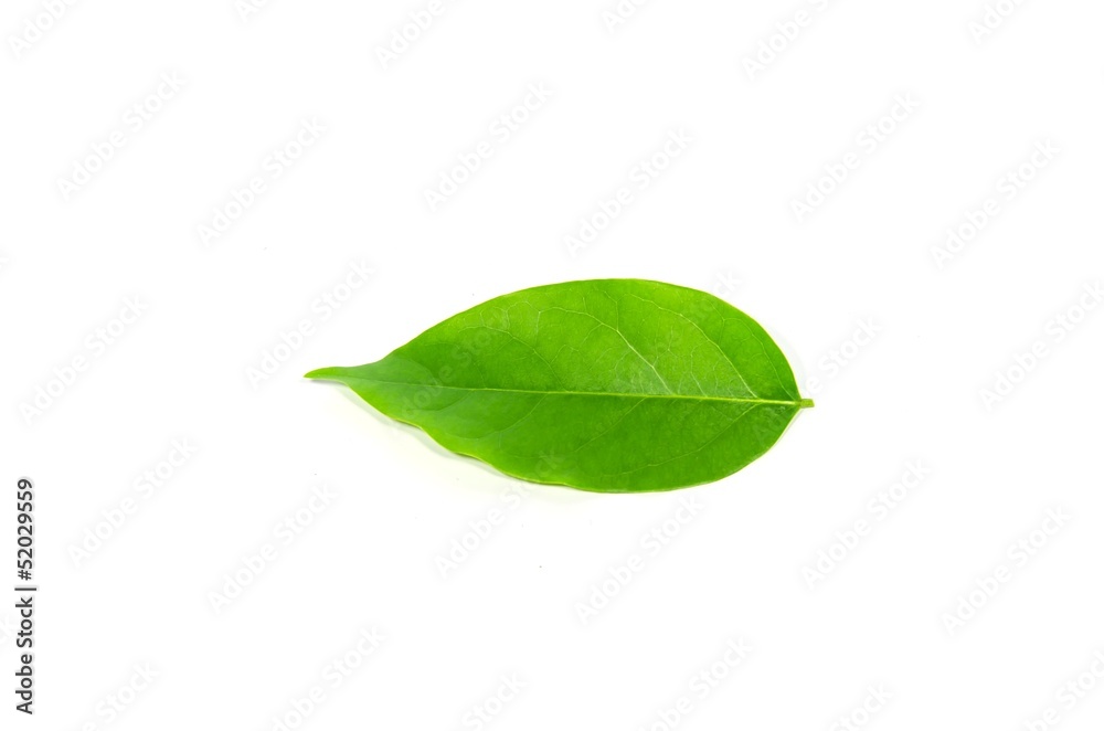 Leaves