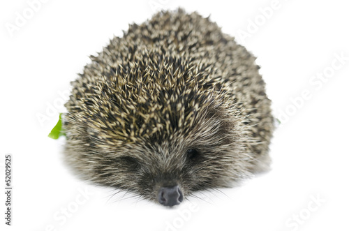 Front view of hedgehog