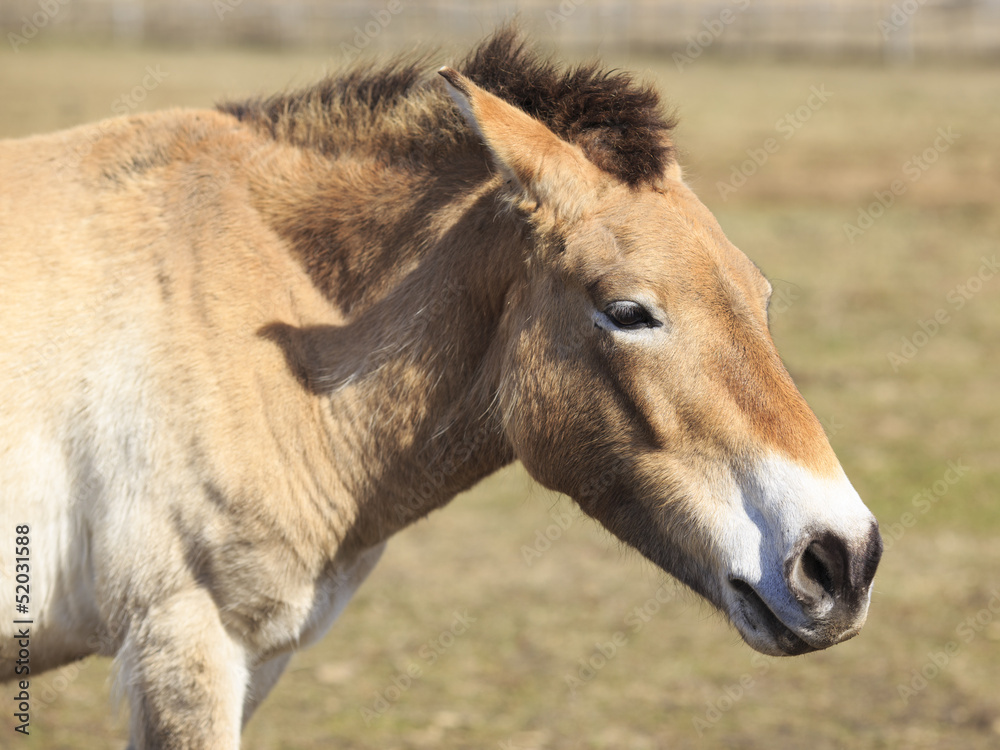 Obraz premium Portrait eines Przewalski Pferds