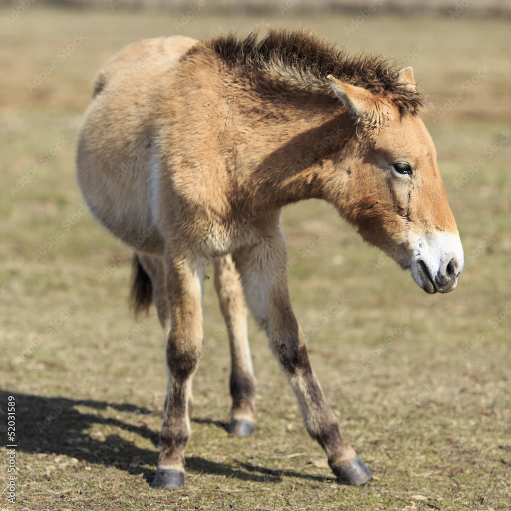 Przewalski Pferd von vorne