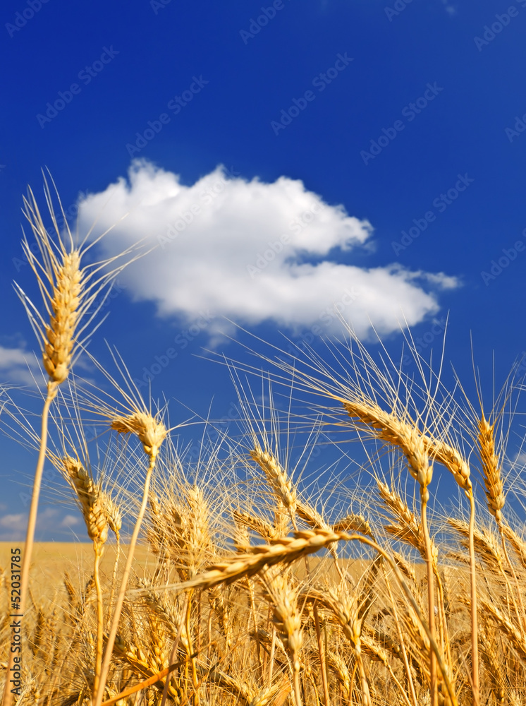 Wheat field Wheat field
