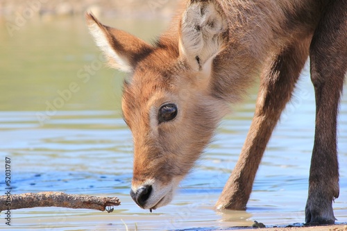 Waterbuck Calf - African Wildlife inspecting Life