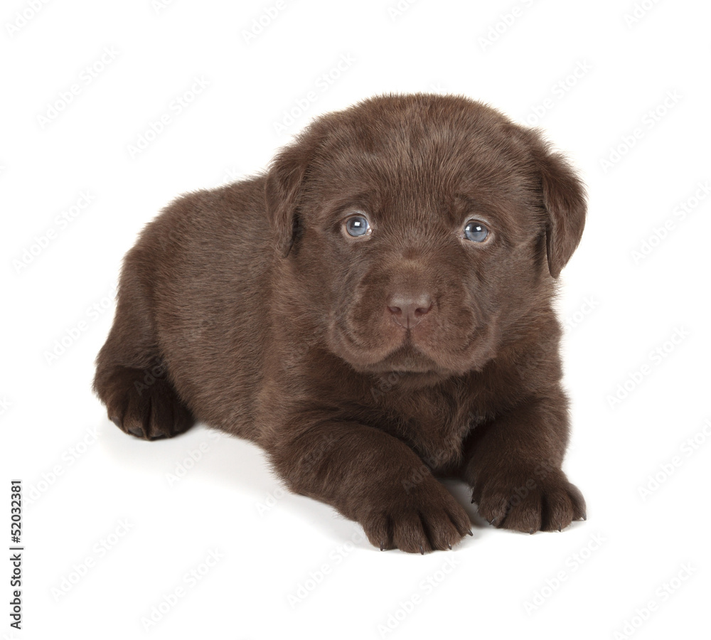 Chocolate Labrador Retriever Puppy