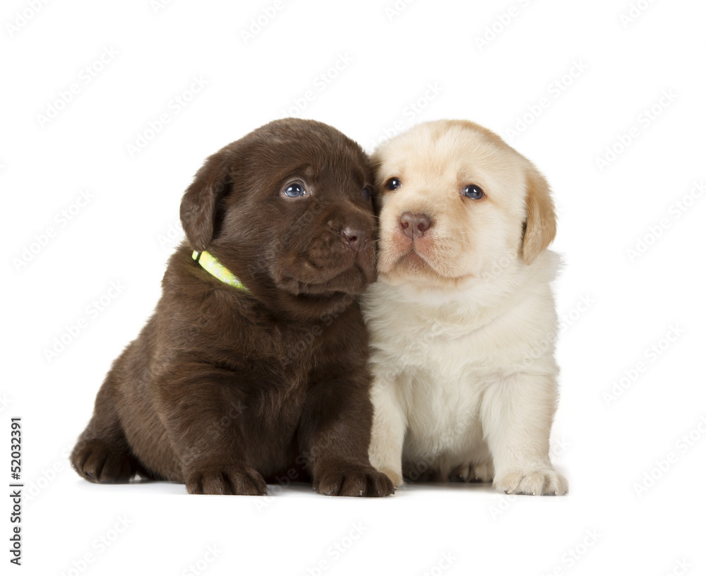 Chocolate & Chocolate Labrador Retriever Puppies