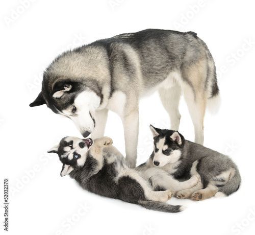 Siberian Husky Family