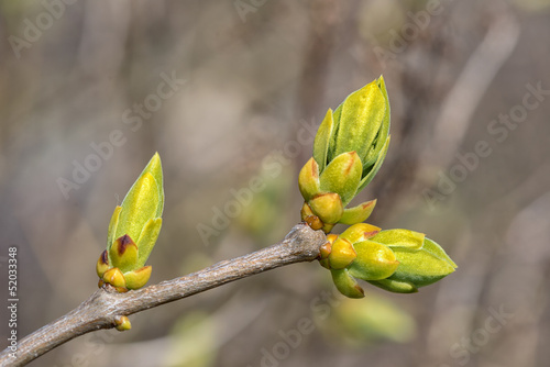 Buds are blooming during sp...
