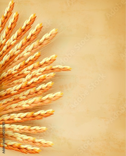 Ears of wheat on old paper background. Vector illustration