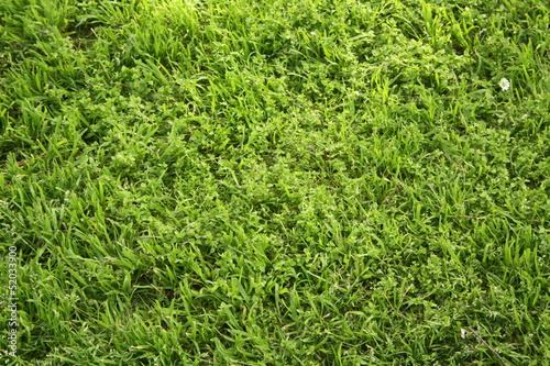 Area di erba verde