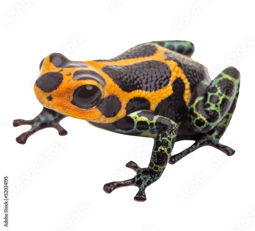 Isolated poison dart frog