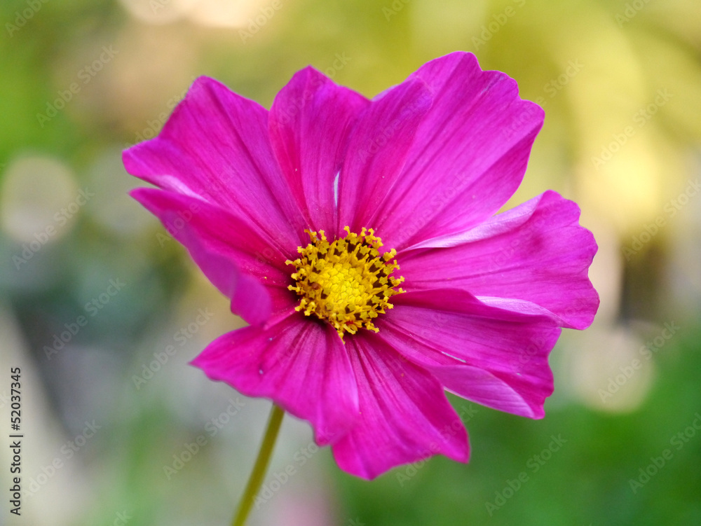Obraz premium Cosmos Flower