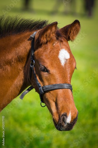 Horse on pasture