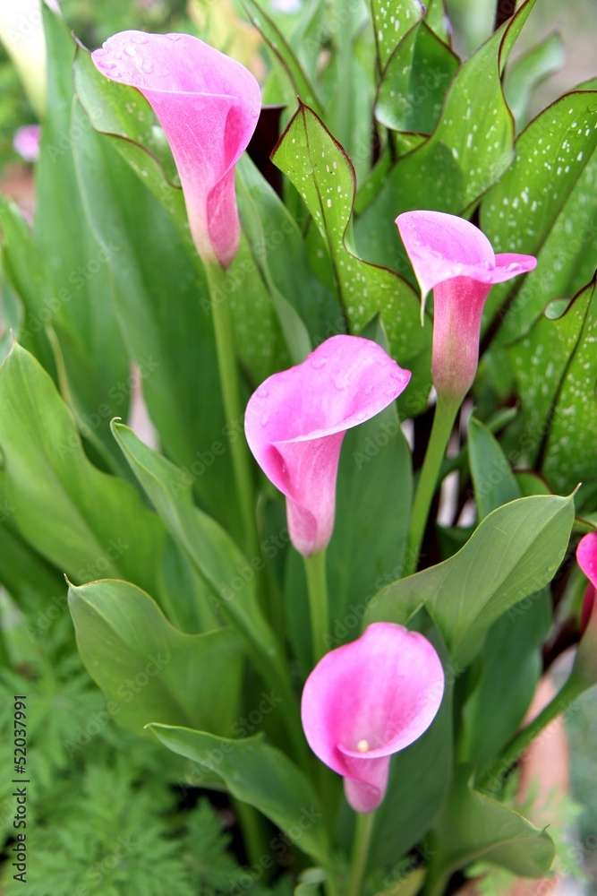 fleurs d'arum,zantedeschia rehmanii fleurs d'arum,zantedeschia rehmanii