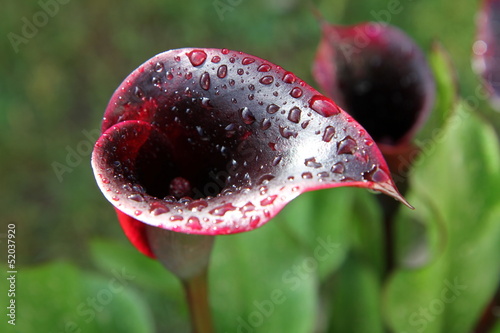 arum, calla, zantedeschia rehmanii