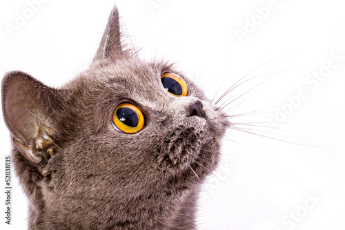 British shorthair gray cat with bright yellow eyes isolated on a