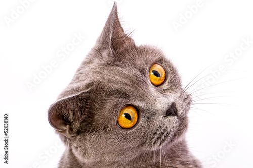British shorthair gray cat with bright yellow eyes isolated on a