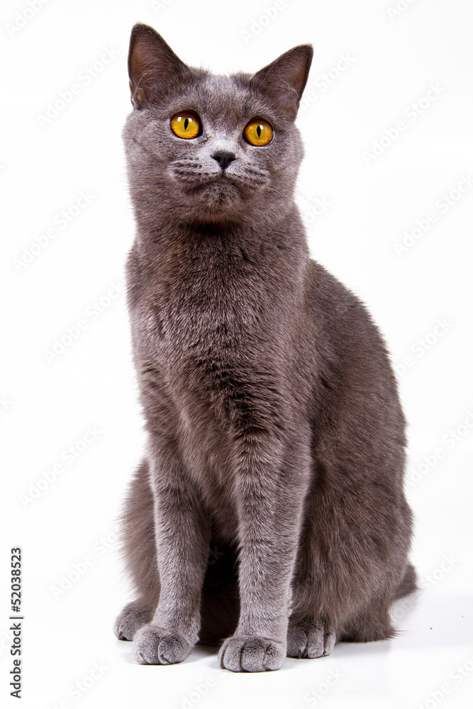 British shorthair gray cat with bright yellow eyes isolated