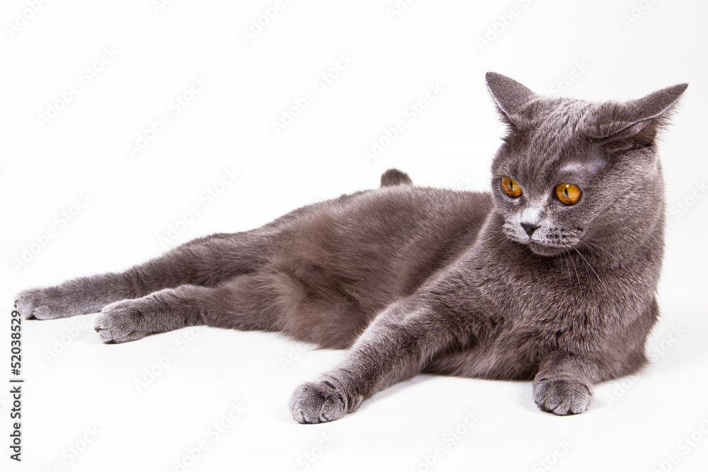 British shorthair gray cat with bright yellow eyes isolated British shorthair gray cat with bright yellow eyes isolated
