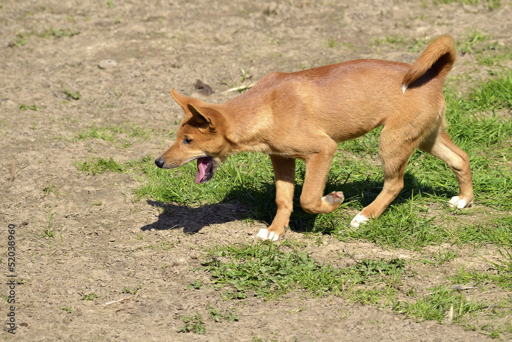 Young dingo (Canis lupus dingo) walking the mouth open Young dingo (Canis lupus dingo) walking the mouth open