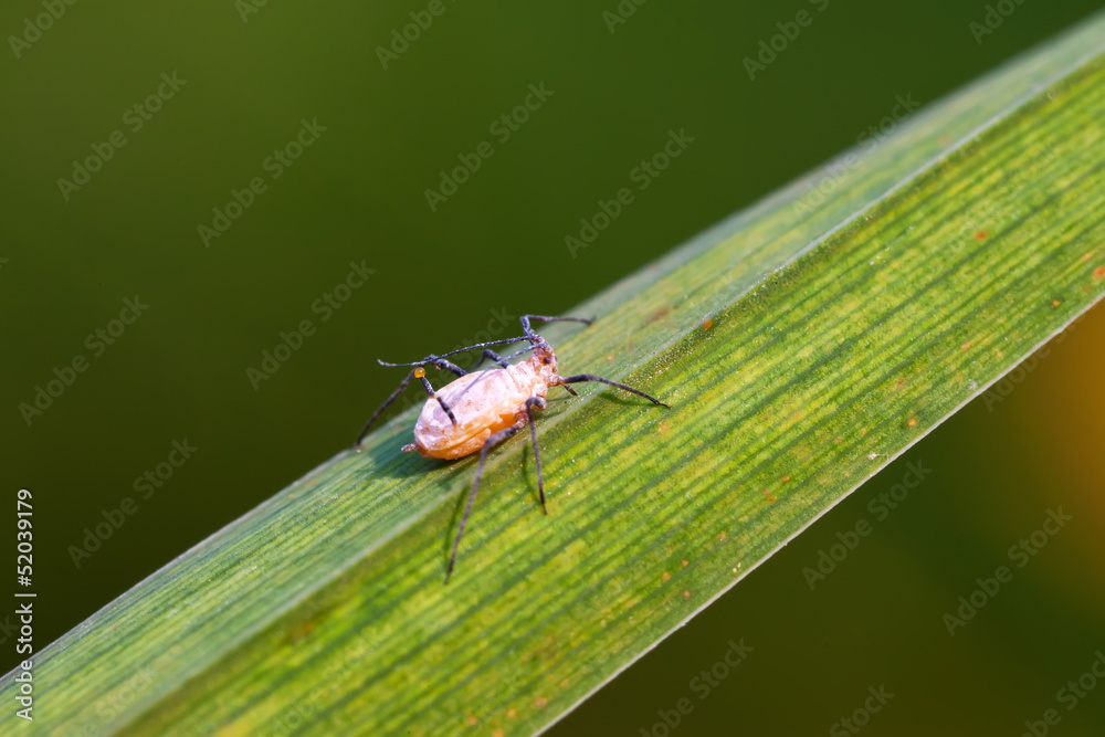 aphids on the green plant leaf, in the wild aphids on the green plant leaf, in the wild