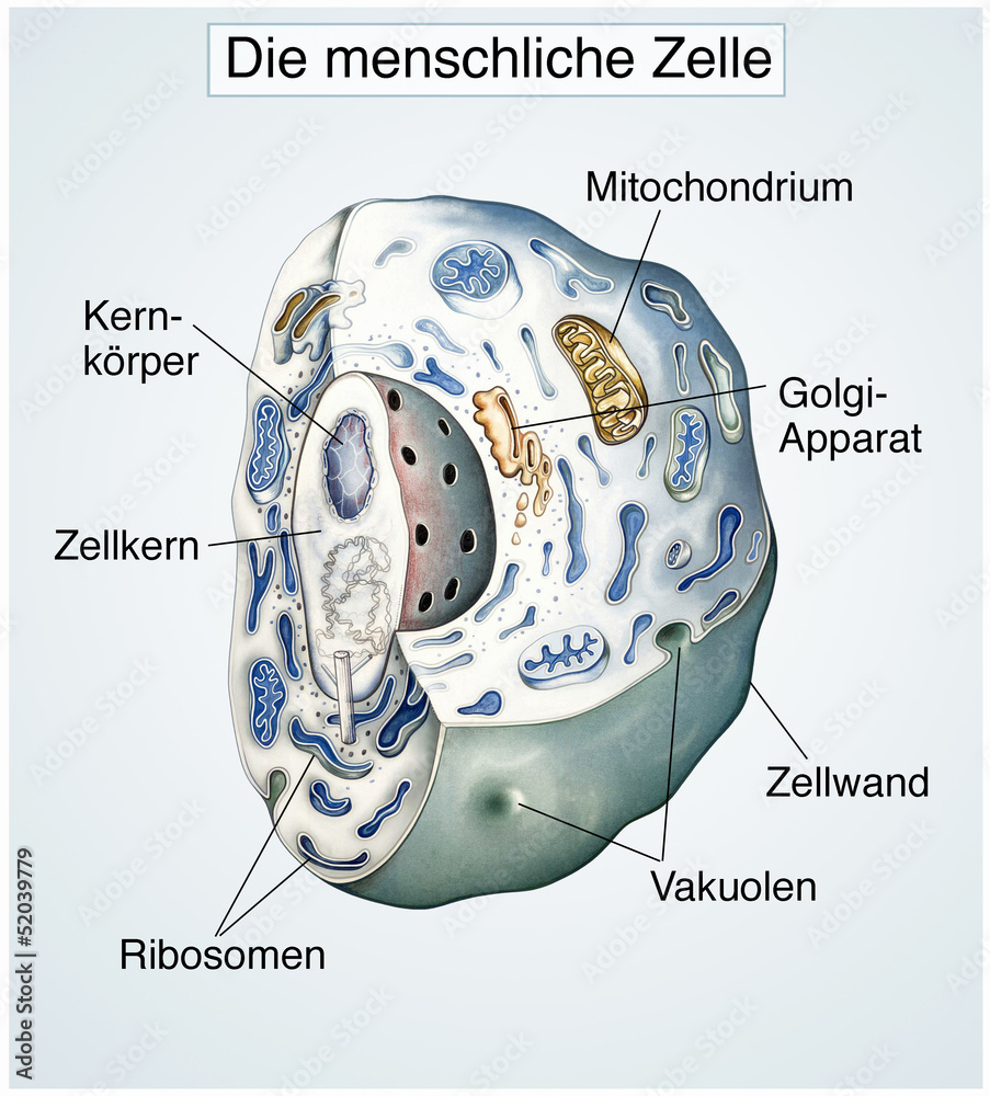 Wunschmotiv: Die menschliche Zelle.Gesund #52039779