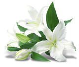 bouquet of white lilies