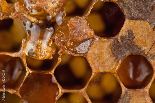honeycomb photo