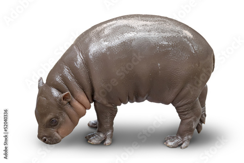 cub of a hippopotamus