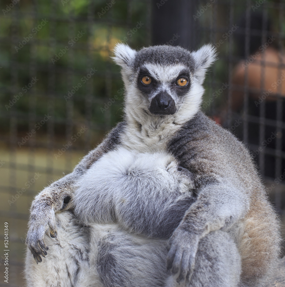 Obraz premium Ring-tailed lemur (Lemur catta)