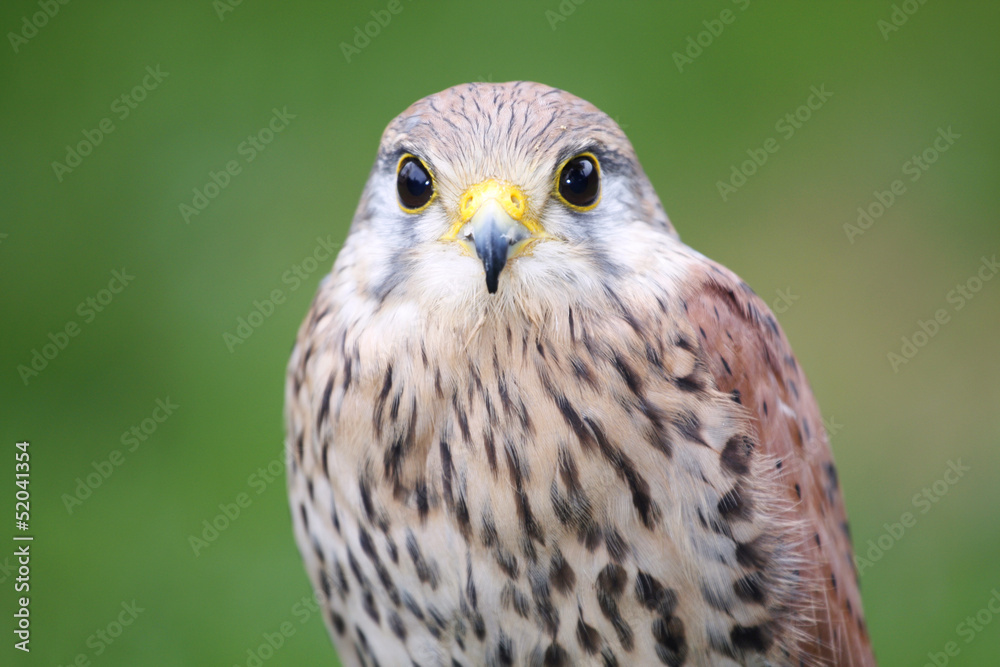 portrait kestrels