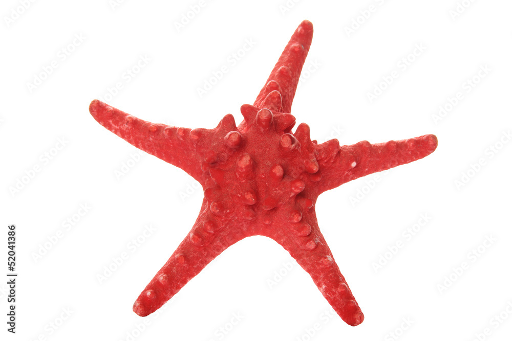 Red starfish
