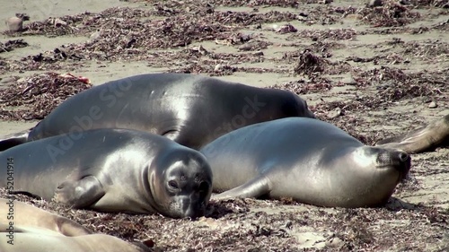 Games of young elephant seals photo